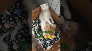 Всем Ассаламу-Алейкум! Доброе утро, страна! Привет от нашего приюта! Всем мира и добра!💗💗💗#shorts#nю