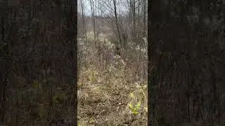 Лайки.Кабан.Первая встреча с кабаном.