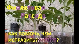 Фиолетовая рассада Томатов? Чем им помочь? Чем покормить? Ищем и сравниваем способы.