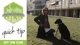 Day In The Life Of A Dog Trainer - Sit on Cue