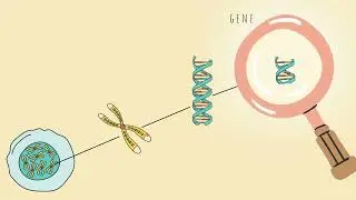 ATI TEAS 7 I Protein Synthesis I Transcription + Translation I DNA + RNA I