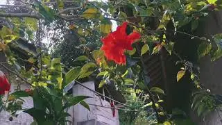 Suling sunda pesawahan kp. Cibeureum kec. Cidadap