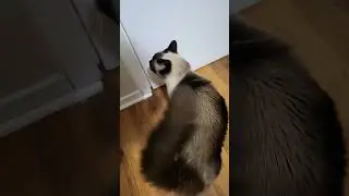 You Just Want To Yell!