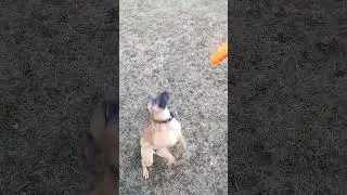 Спортивный Метис Прима - флип с бабочкой #флип #flip #dogfrisbee  #dogtraining #discdog