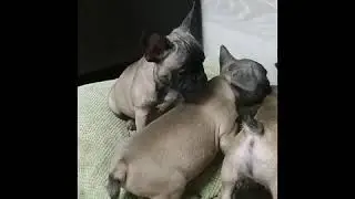 Крутие собачки
