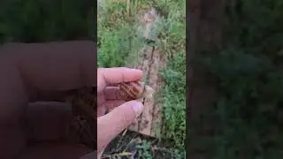 Улитка подрастает.