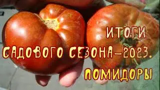Итоги сезона-2023. Помидоры