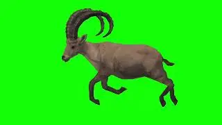 deer run green screen video. 