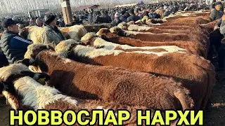 5 декабря 2023 г АНДИЖОН ШАХРИХОН ЧУЖА МОЛ БОЗОРИ НОВВОСЛАР НАРХИ ANDIJON SHAXRIHON CHÒJA MOL BOZORI