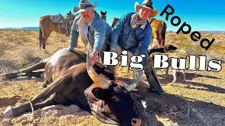 Roping Big Bulls on the Bundy Ranch 