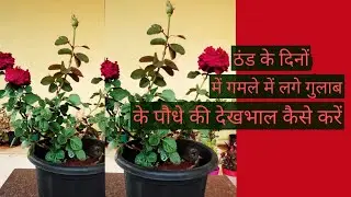 ठंड के दिनों में गमले में लगे गुलाब के पौधे की देखभाल कैसे करें?