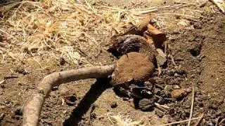 Rattlesnake head twitching