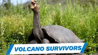 Volcano Survivors: Top 8 Animals Thriving Near Volcanoes