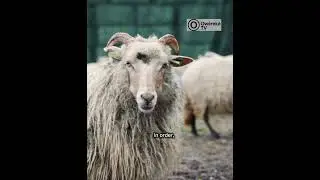 Kí A Máa Bí Agùtàn: Ìfẹ́, Ìtẹríba, Àtàwọn Ẹ̀kọ́ Tí A Lè Kọ́ Lára Rẹ̀