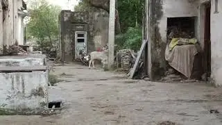 child bull dipty