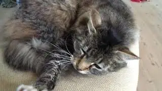 Amazing! Funny cat sings FROM ME TO YOU by The Beatles