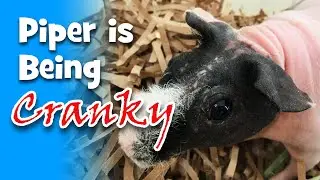 My Skinny Pig Piper is Being Cranky