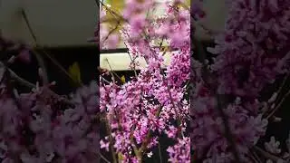 Judaszowiec kanadyjski Cercis canadensis