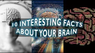 10 interesting facts about your brain | Facts about brain functions