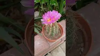 #Cactus blooming #cactusblooming #thelocactus#кактусыцветут