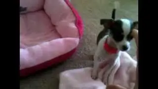 Little dog syndrome. Chloe the chihuahua.