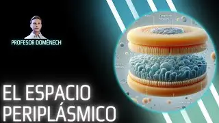 El ESPACIO PERIPLÁSMICO de las BACTERIAS GRAM NEGATIVAS