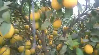 01.12.2022 Лимон териш жараёни
