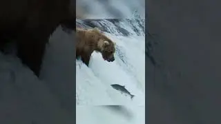 Bears fishing. The difficult fate of salmon.