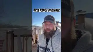 Laying Chickens During Winter