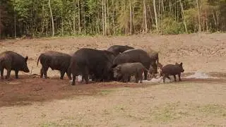 Экскурсия к кабанам