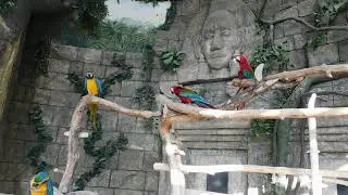 Parrots at the zoo