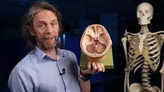 Cerebellar arteries and veins