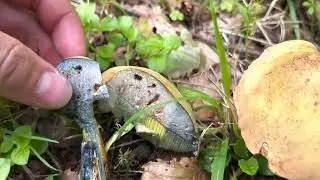Netzstieliger Hexenröhrling