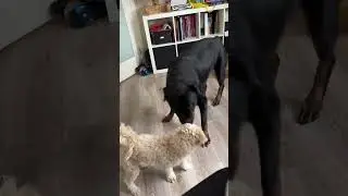 Gentle giant plays with foster puppy  #rottweiler #fosterdogs