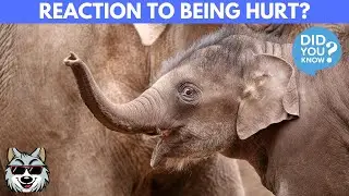 How Do Elephants React To Being Hurt? | Question Quickies