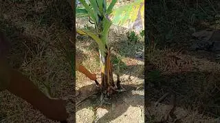 suckering banana #buhayfarm #lakatan