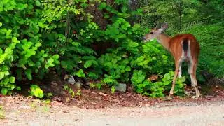 No Copyright Nature Video | Copyright Free Nature Video - NCF_HD_1080p