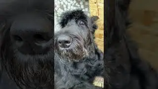 Неповторимые глаза Ризеншнауцера.