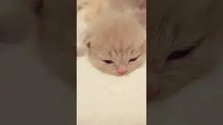 Котенок Открыл Глазки ! Шотландские Вислоухие 