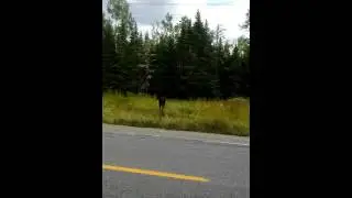 Wild moose roadside