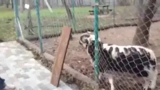 ПРИКОЛ С БАРАНОМ