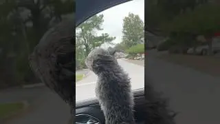 My dog went to the salon