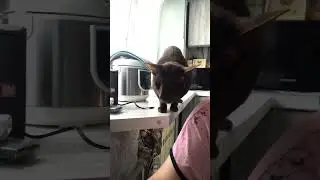 🤣кот разговаривает👍