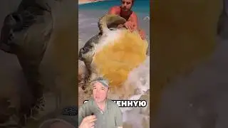 Man saves turtle. ￼