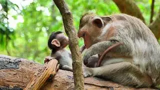 Little monkey bites mother's head