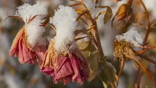 Happy Holidays 2021 - From Progressive Plants