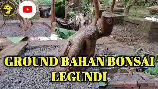 GROUND BONSAI LEGUNDI