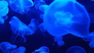 Нежный и крепкий сон ☘ Антистресс, глубокий релакс, успокоение ☘ 15 минут музыки для медитации