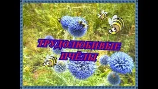 ТРУДОЛЮБИВЫЕ ПЧЁЛЫ СРЕДНЕГО УРАЛА!