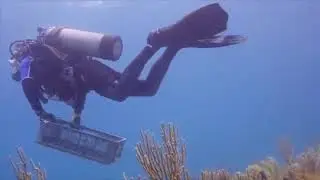 Coral Bleaching effects: Making a Difference with Micro-fragmentation
